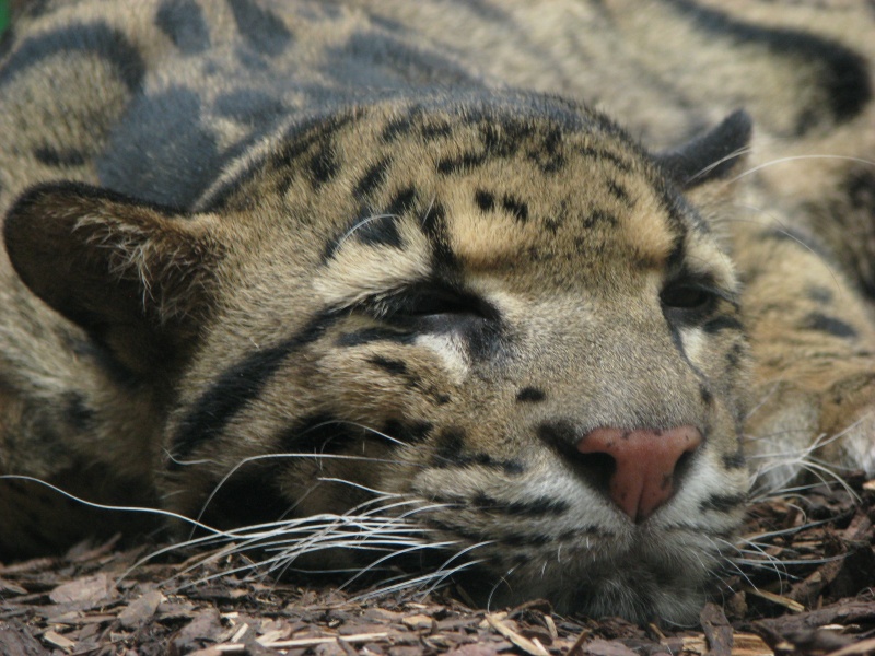Clouded leopard @ Prague zoo