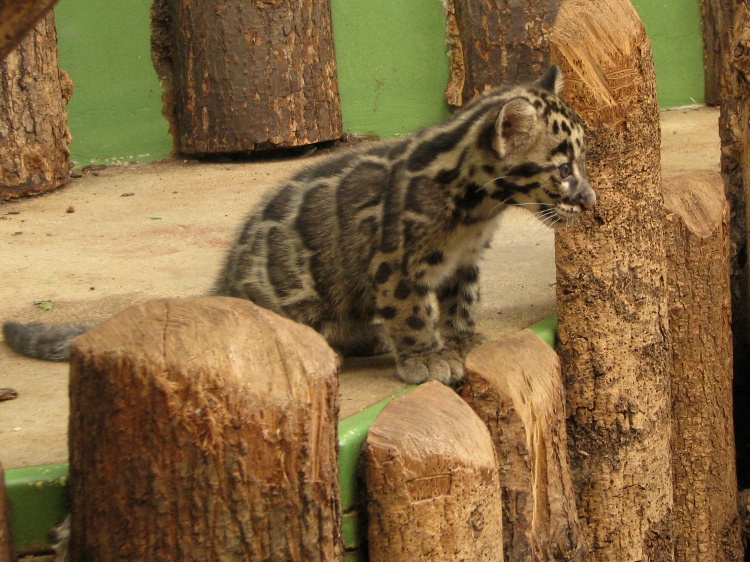 Clouded leopard @ Prague zoo
