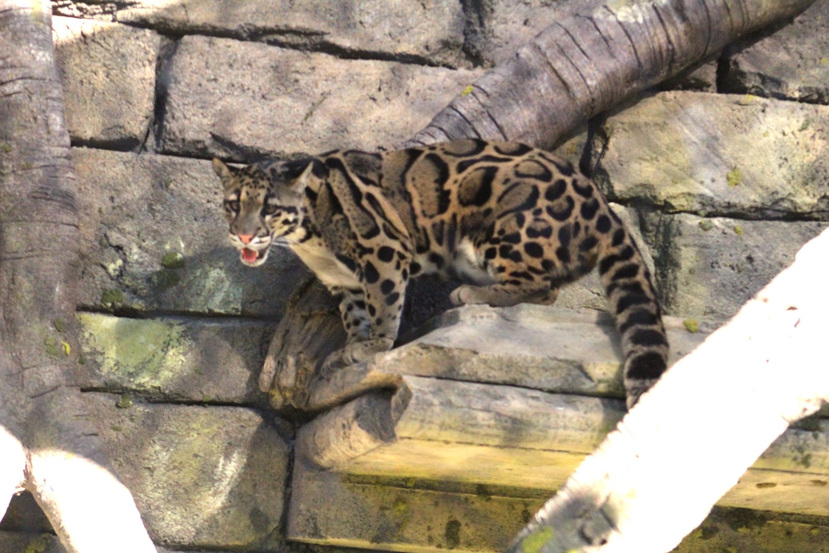 Clouded leopard - Predators of Asia & Africa
