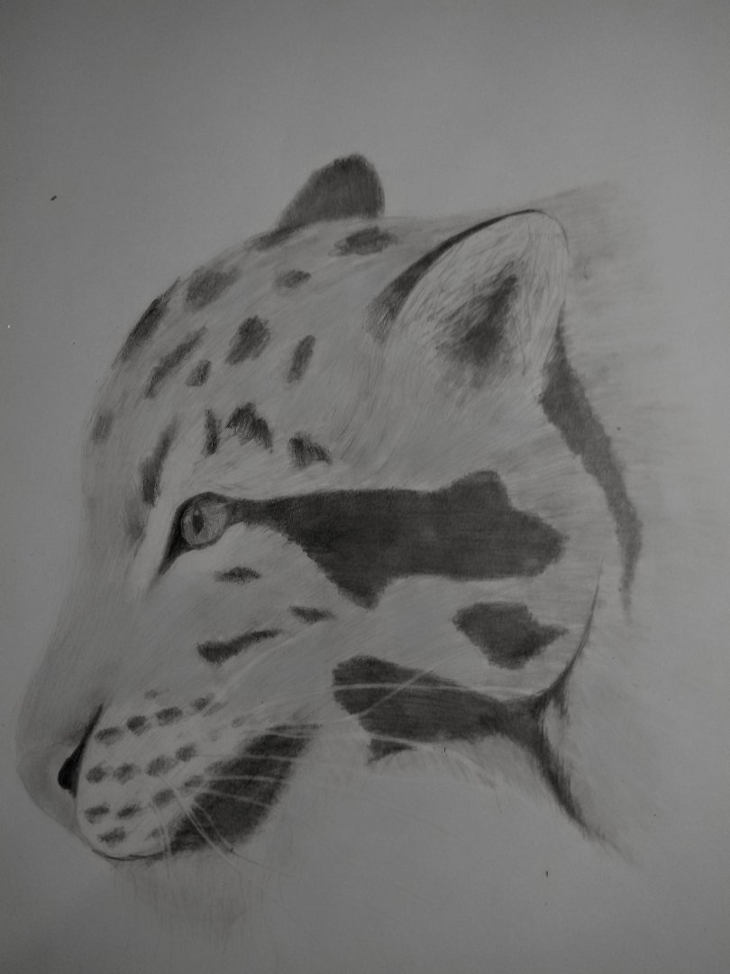 Clouded leopard profile