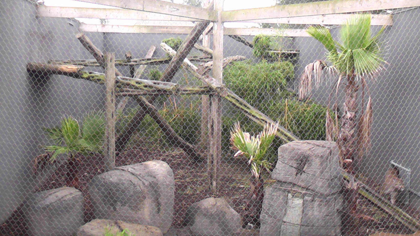 Clouded Leopard/Puma Enclosure - RSCC August 2010