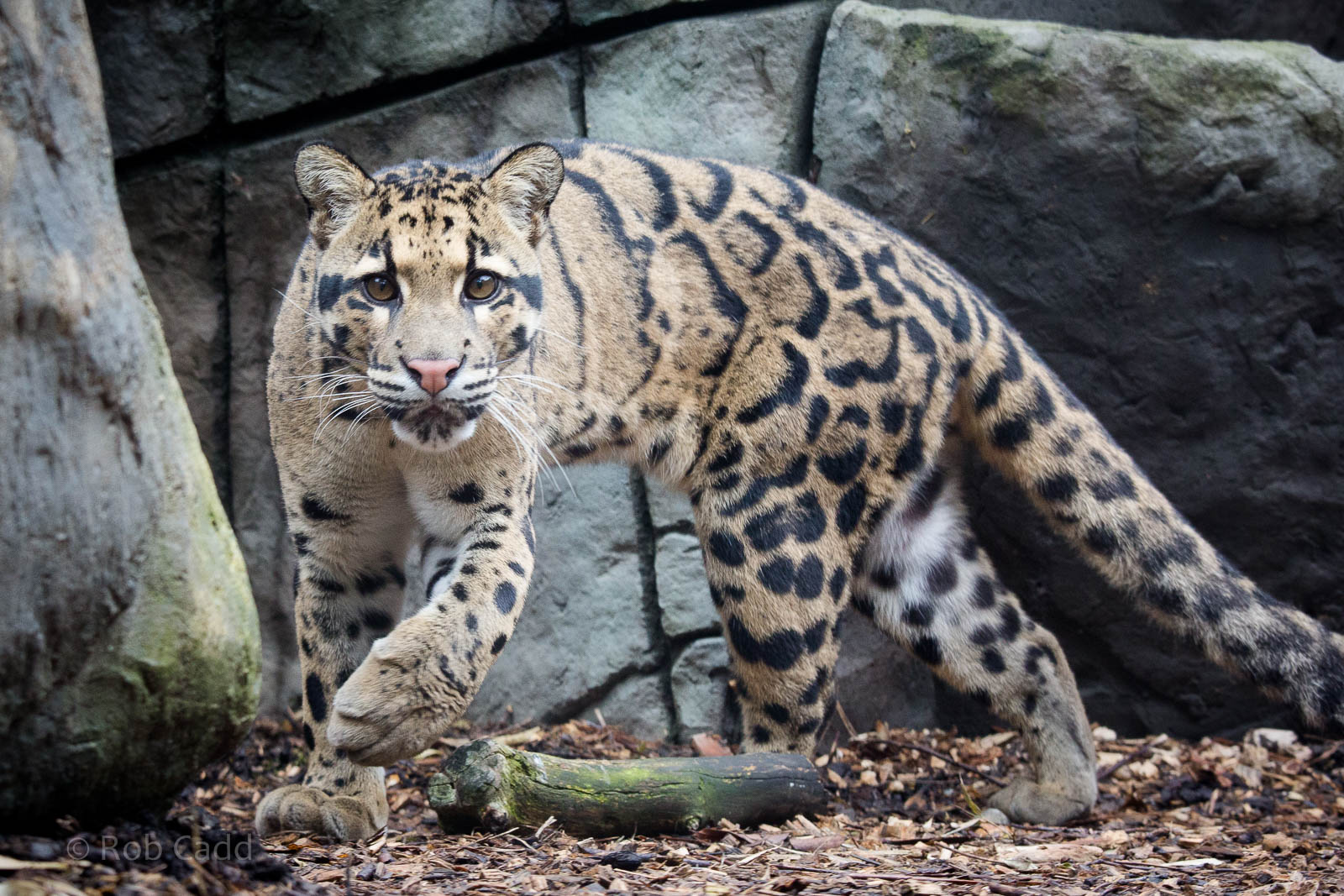 Clouded leopard : RSCC : 12 Oct 2014