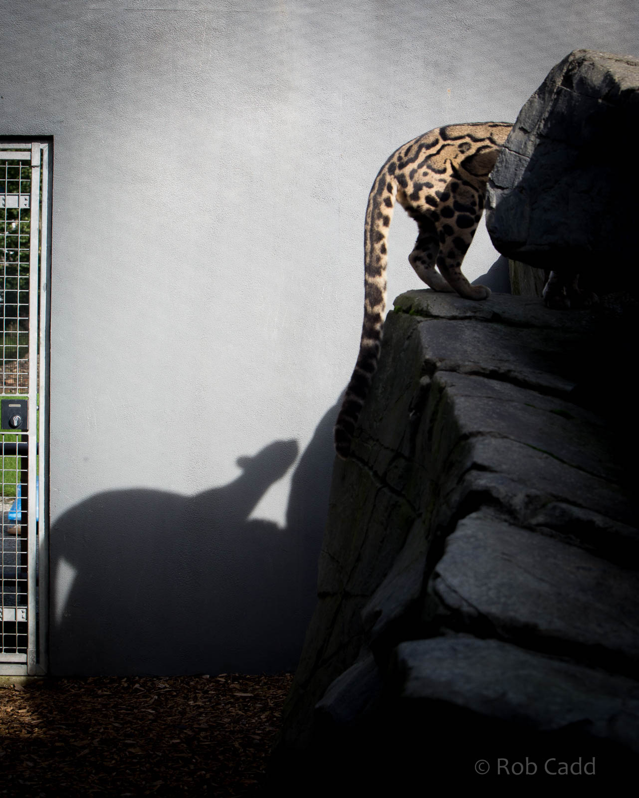 Clouded leopard : RSCC : 17 Oct 2014