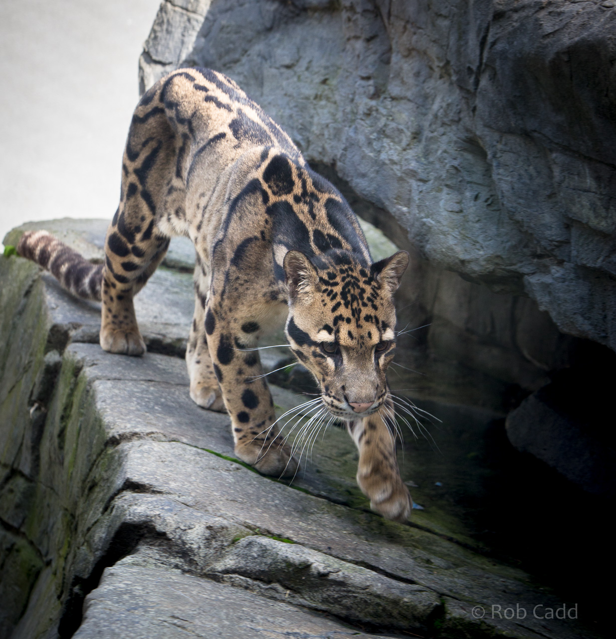 Clouded leopard : RSCC : 17 Oct 2014