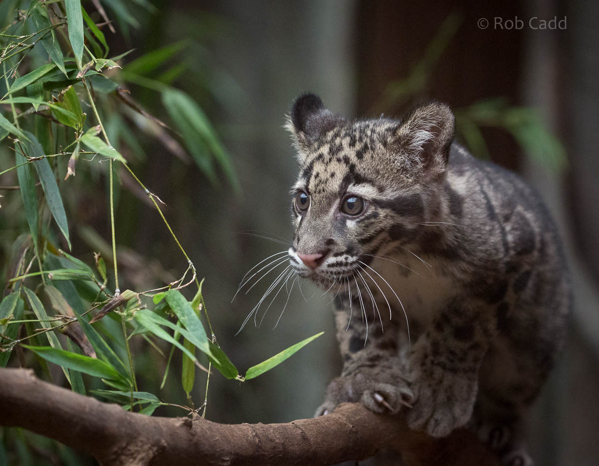 Clouded leopard : RSCC : 28 Aug 2015