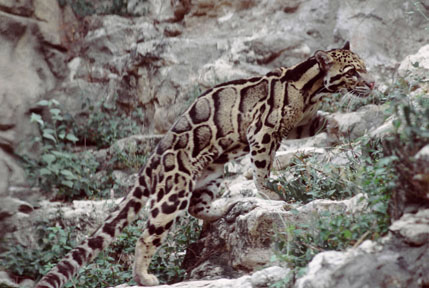 clouded leopard, San Antonio