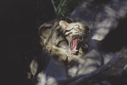 clouded leopard, San Diego Zoo