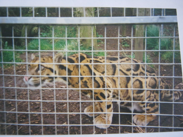 Clouded Leopard Santago 1994.