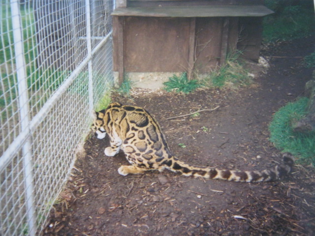 Clouded Leopard Santago 1994.