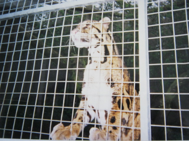 Clouded Leopard Santago 1994.