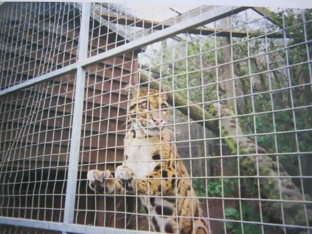 Clouded Leopard Santago 1994.