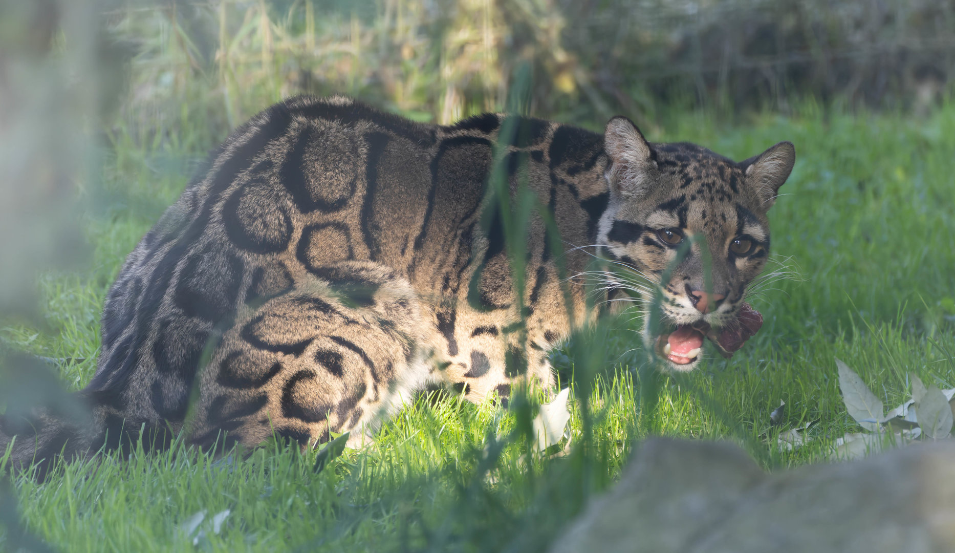 Clouded leopard, Shepreth, UK