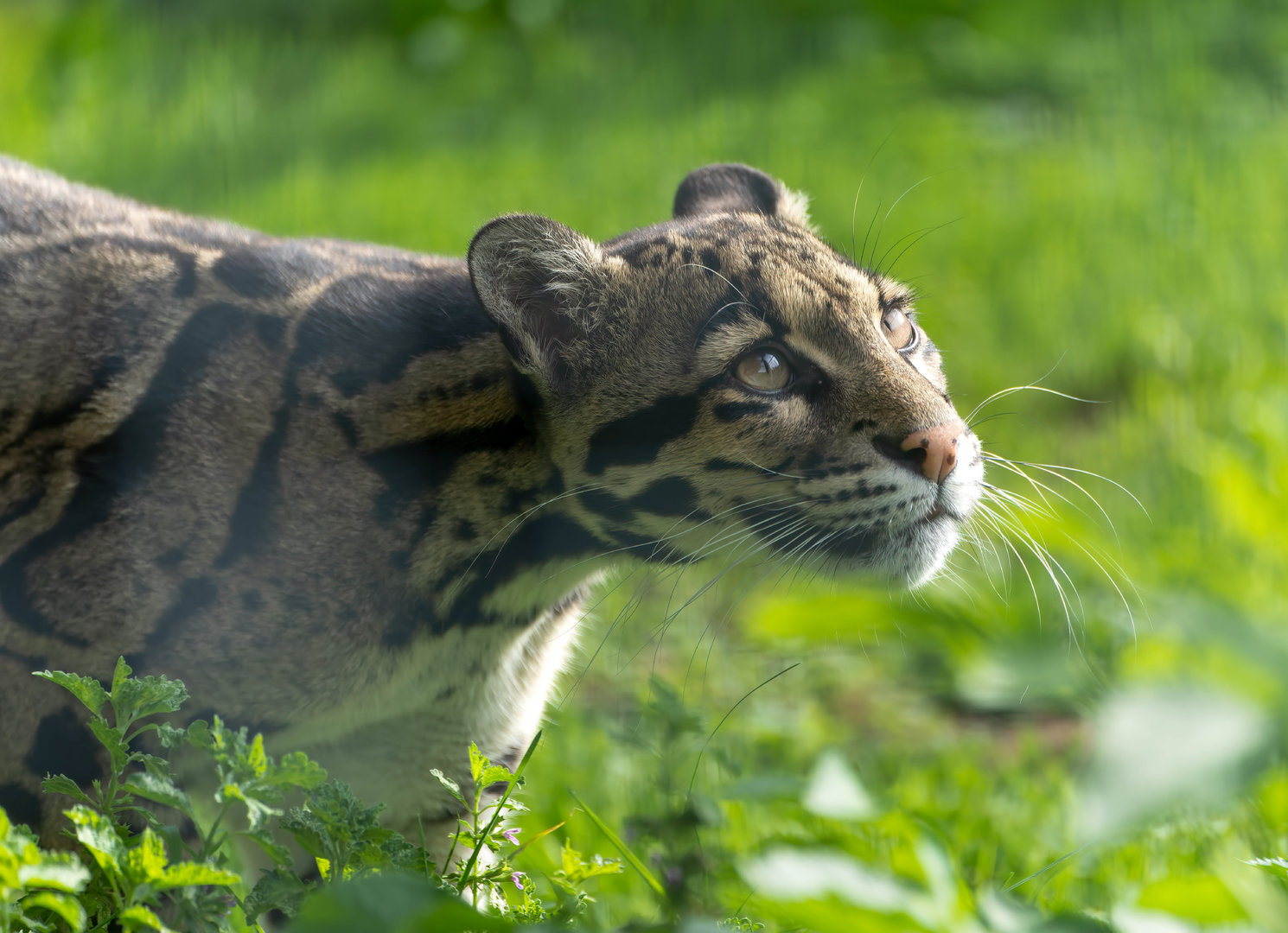 Clouded leopard, Shepreth, UK