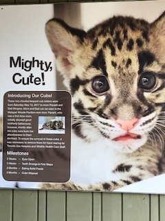 Clouded Leopard Signage