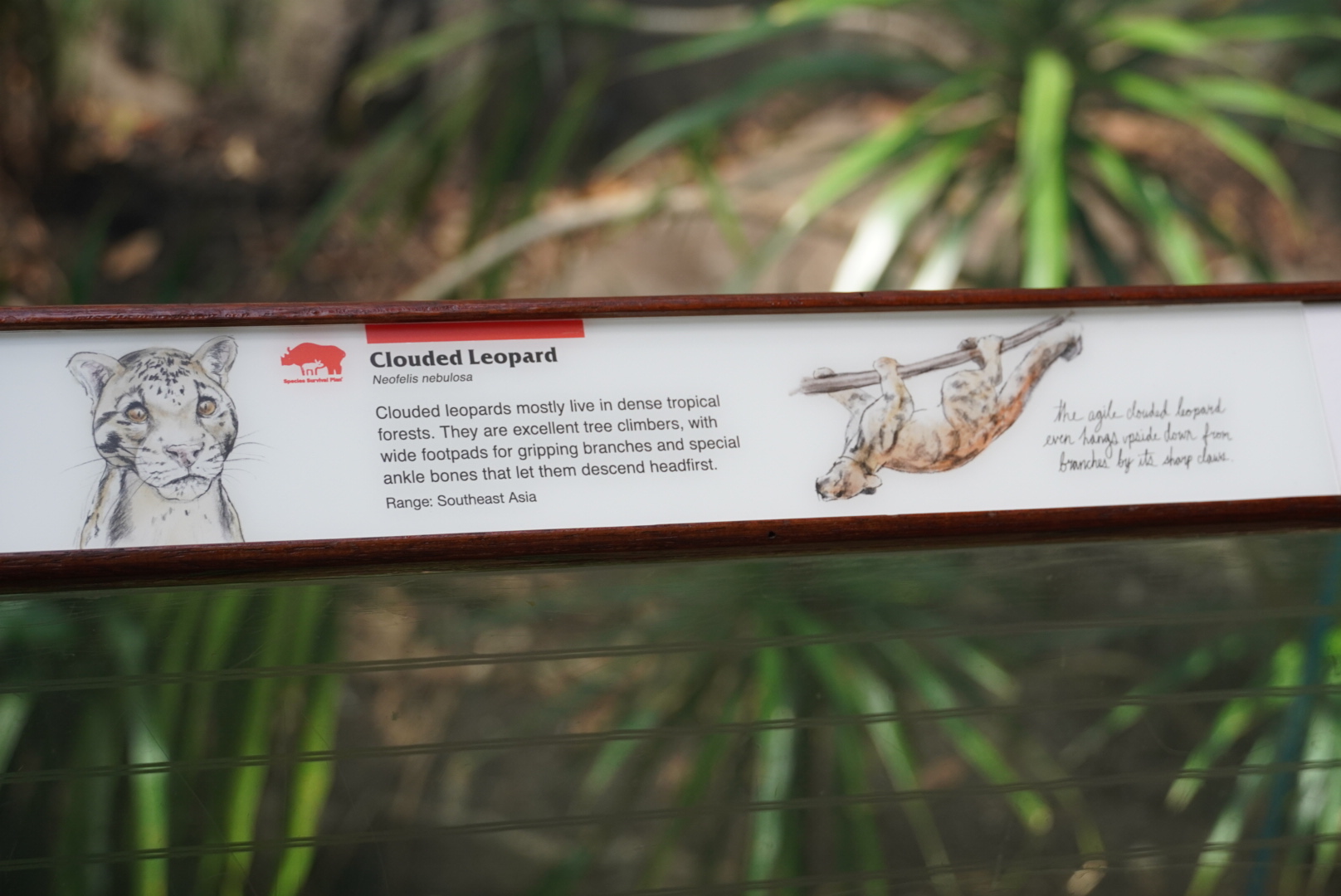 Clouded Leopard Signage