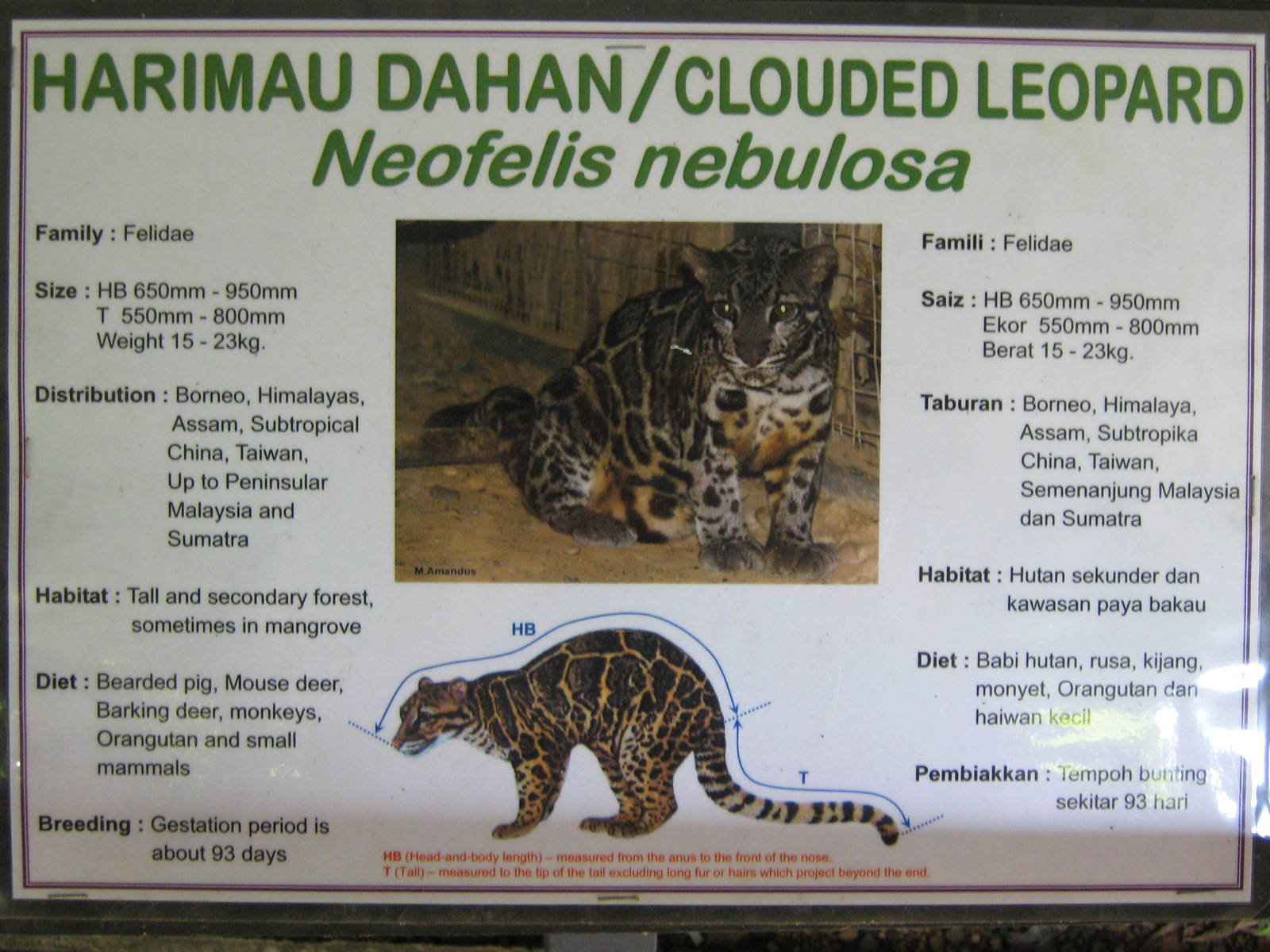 clouded leopard signage