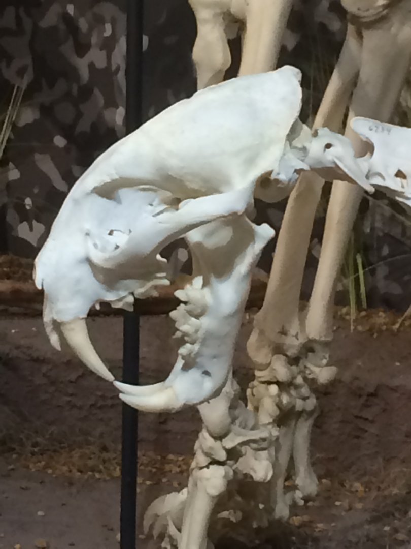 Clouded Leopard Skull