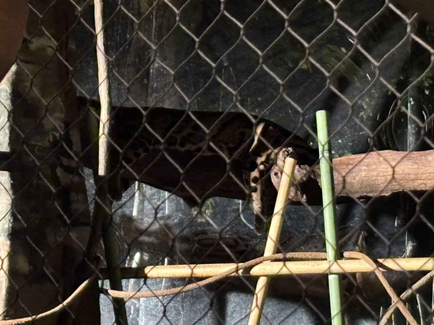 Clouded Leopard sleeping