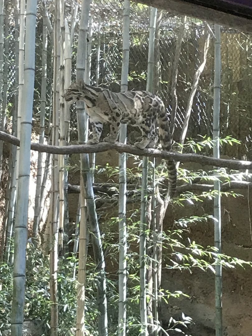 Clouded leopard: Suhana