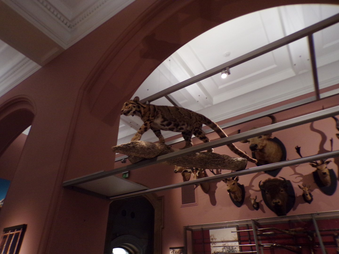 Clouded leopard (taken at Kelvingrove museum) 12.2.24