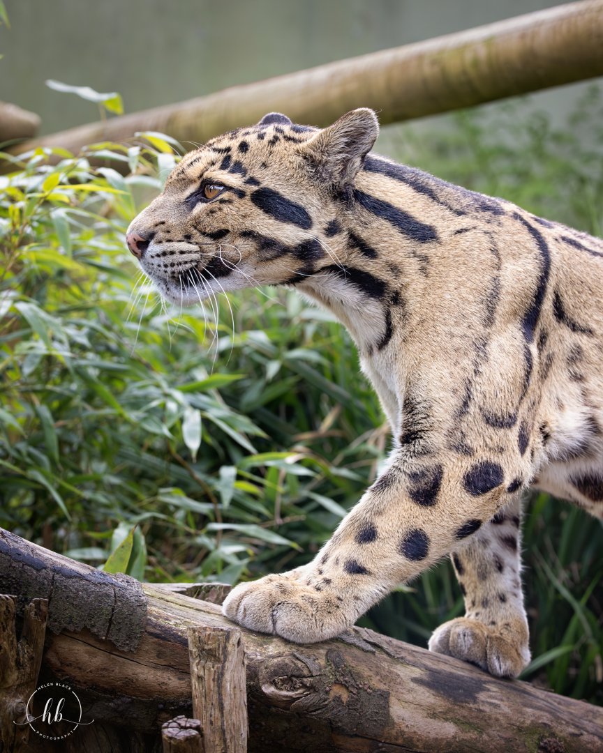 Clouded Leopard / Thrigby / 11-4-24