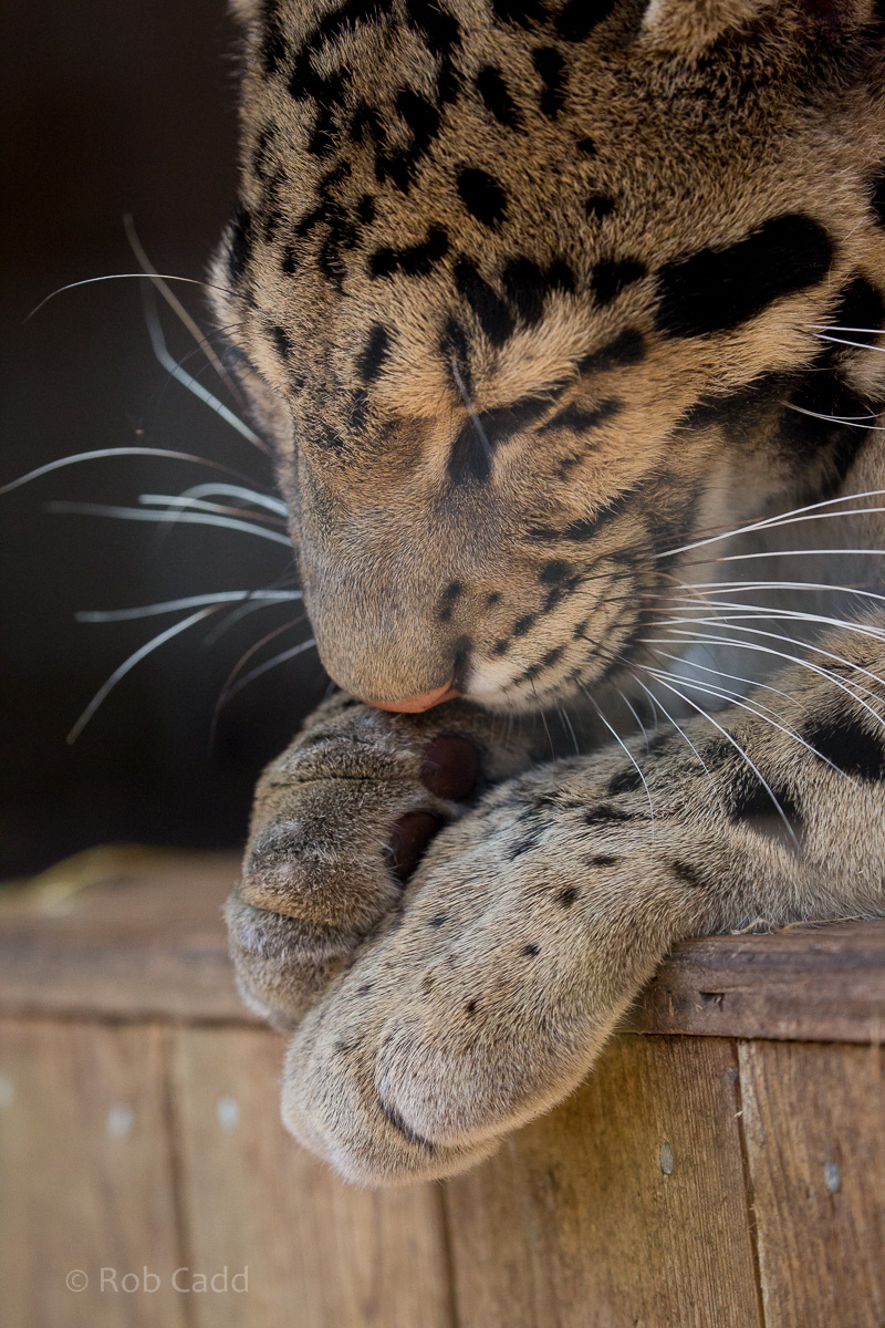 Clouded leopard : Thrigby Hall : 25 Mar 2016