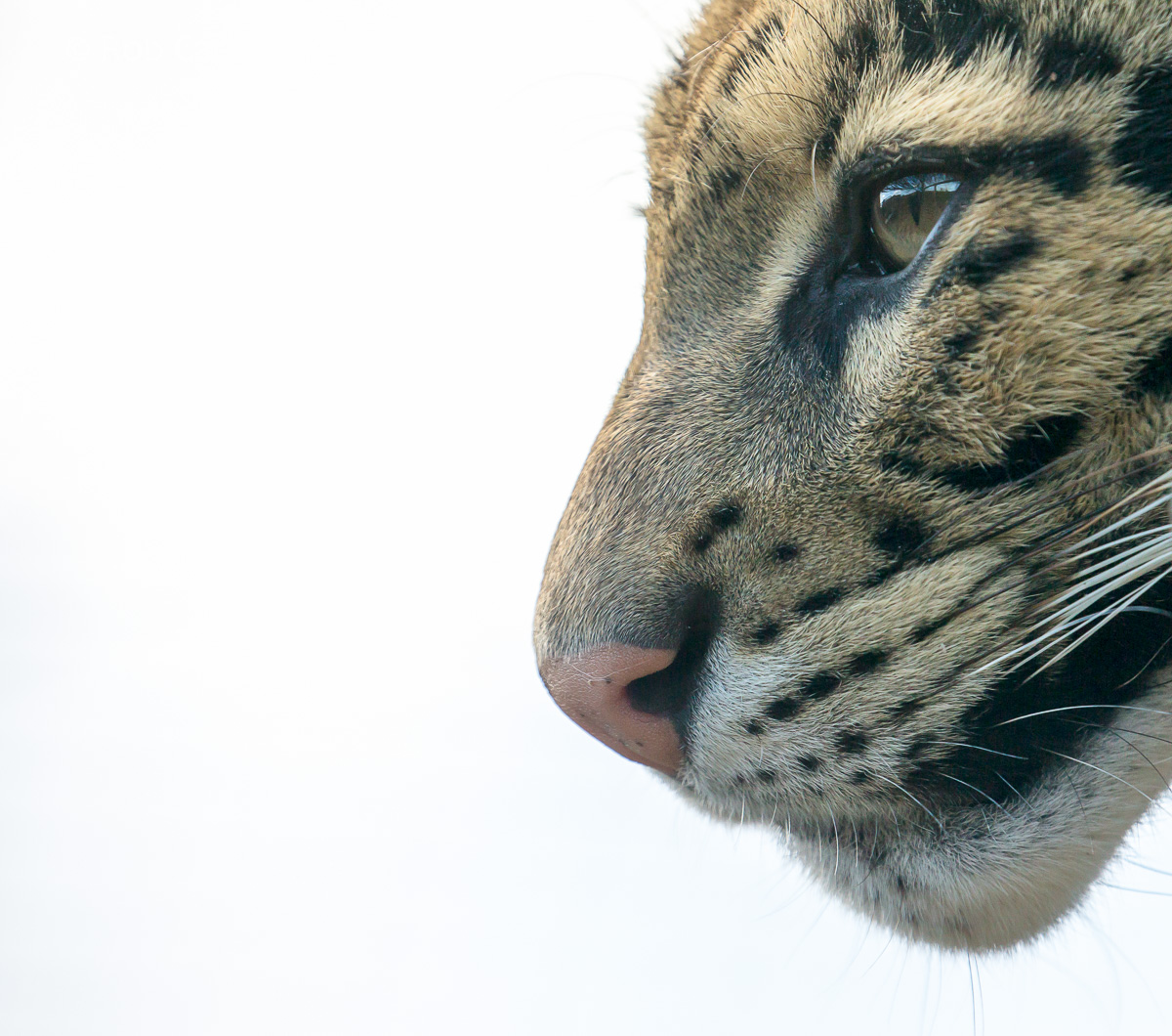 Clouded leopard : Thrigby Hall : 25 Mar 2016