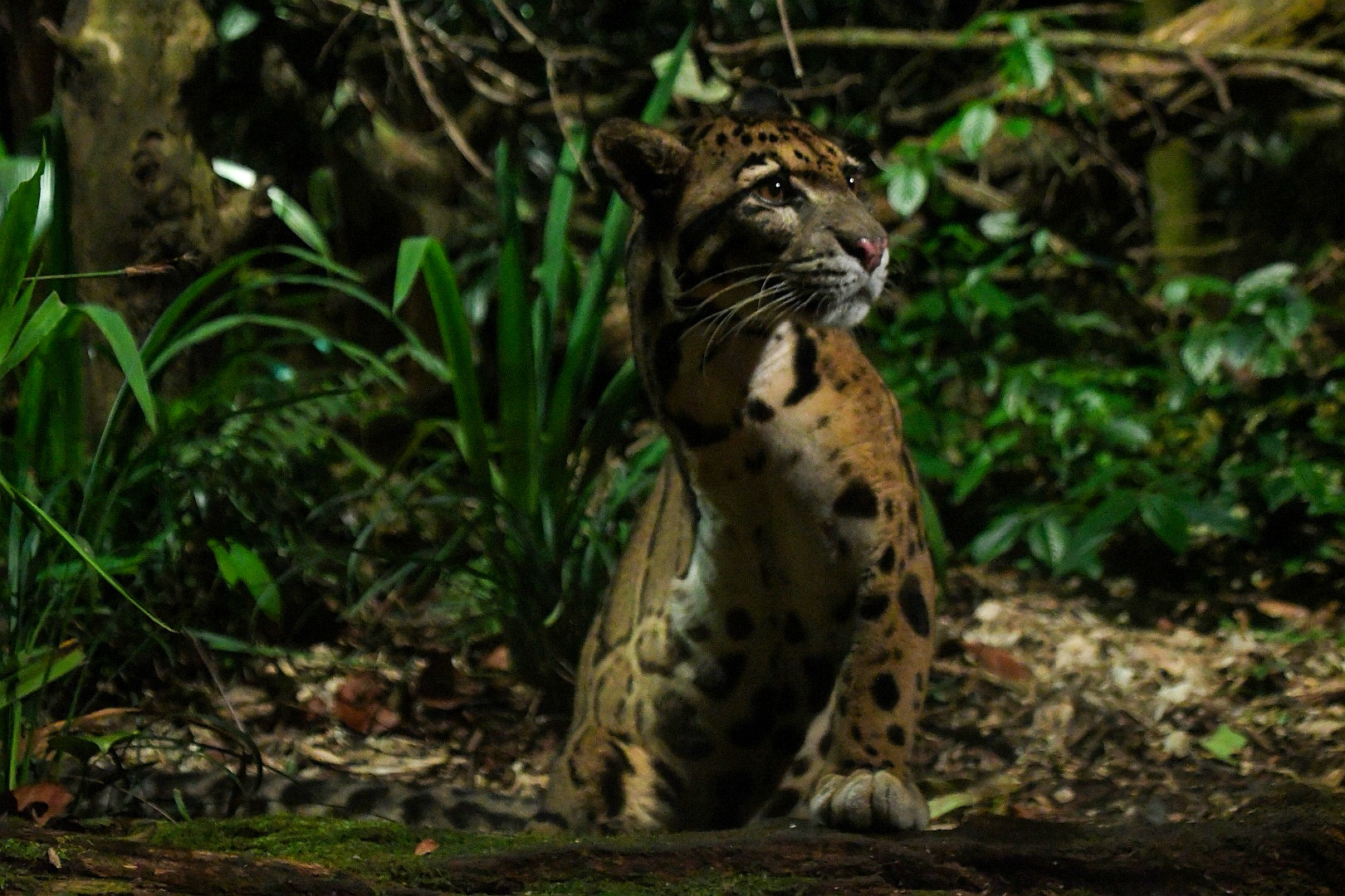 Clouded Leopard-Tripod