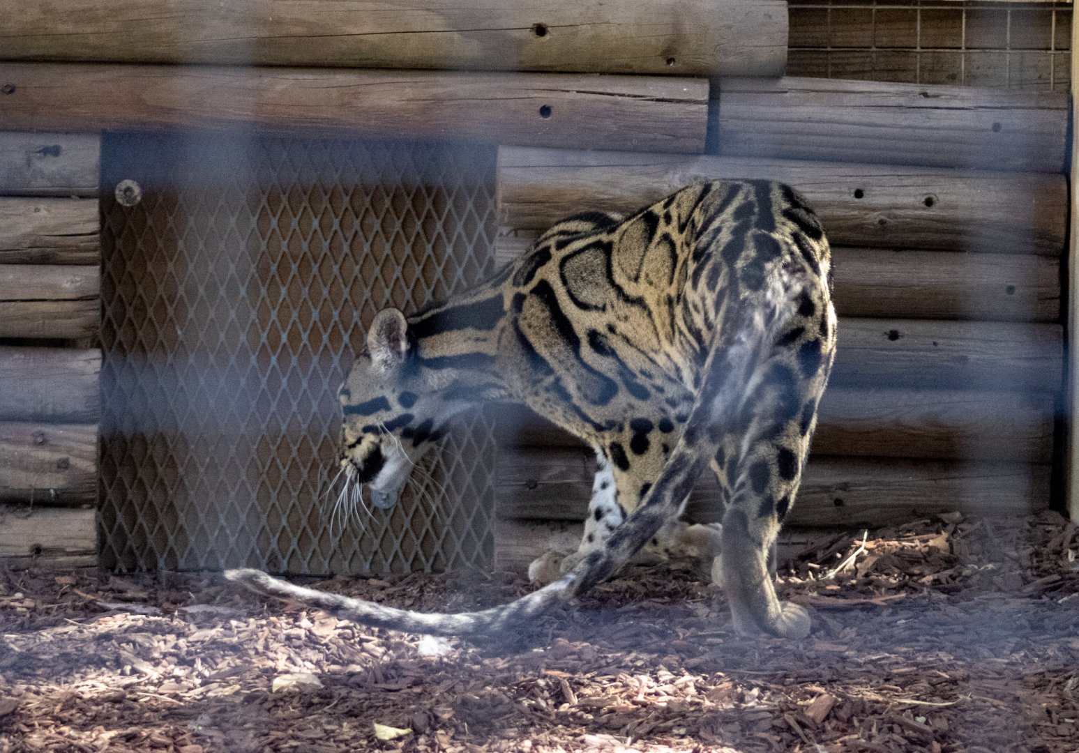 Clouded Leopard (view of tail)