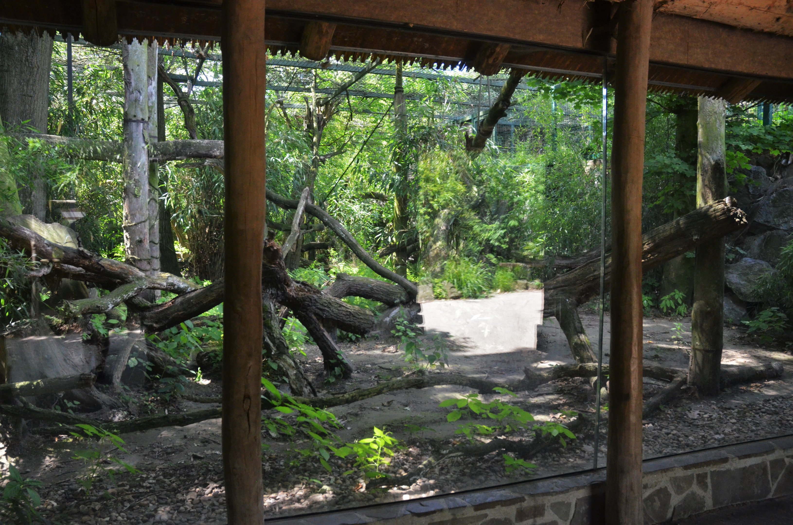 Clouded Leopard Viewing at Duisburg, 17/06/19