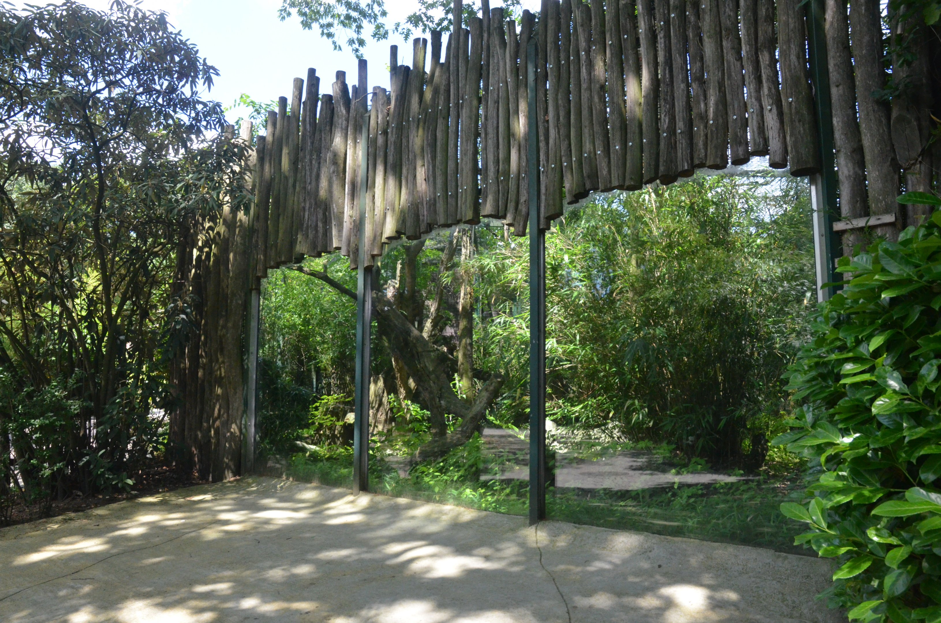 Clouded Leopard Viewing at Duisburg, 17/06/19