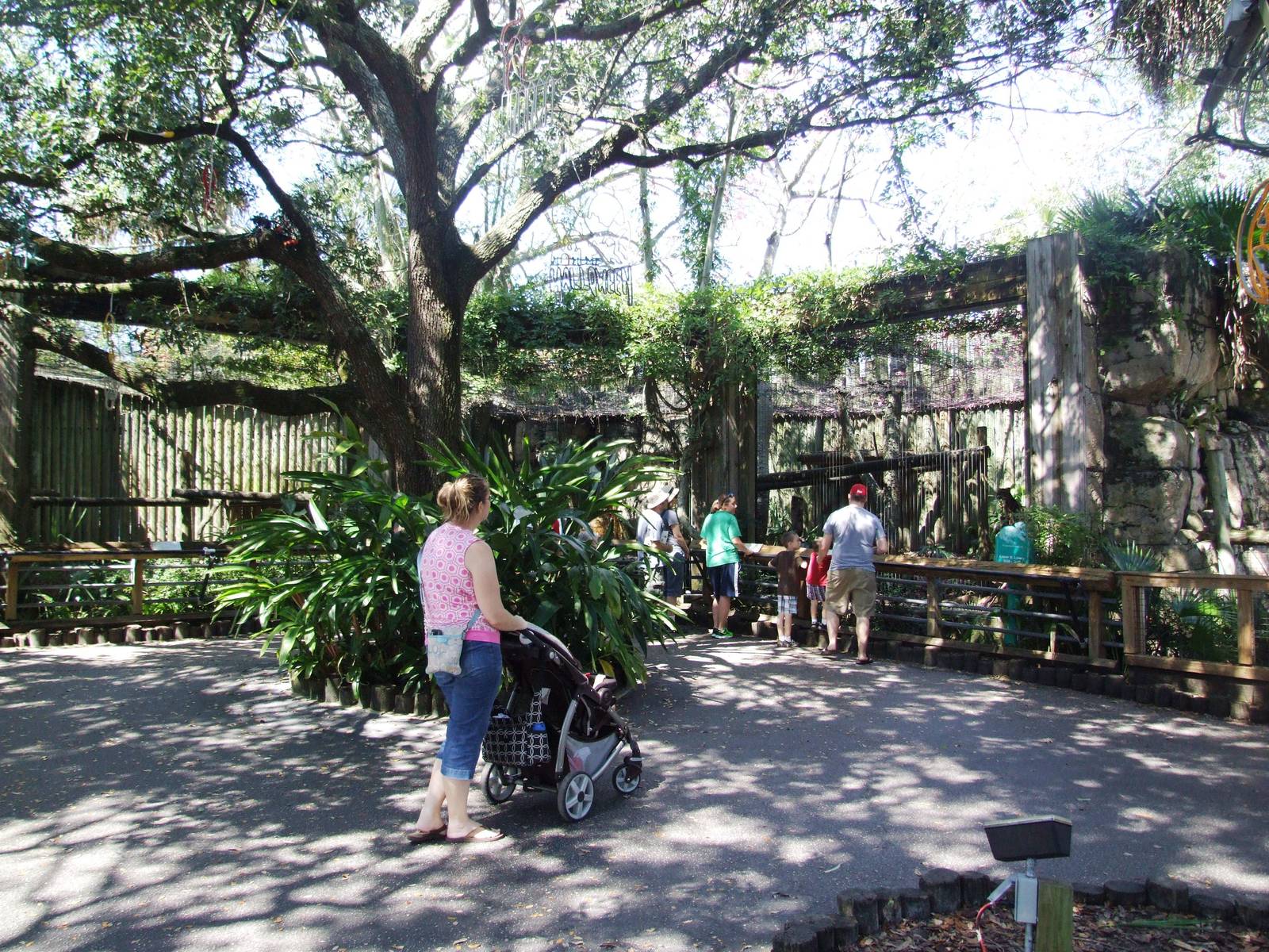 Clouded Leopard Viewing at Lowry Park, 13/10/13