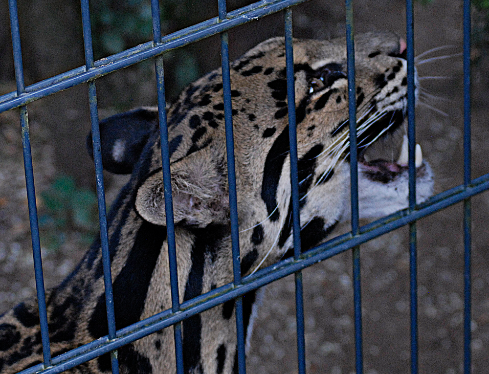 Clouded Leopard - Wildkatzenzentrum Felidae