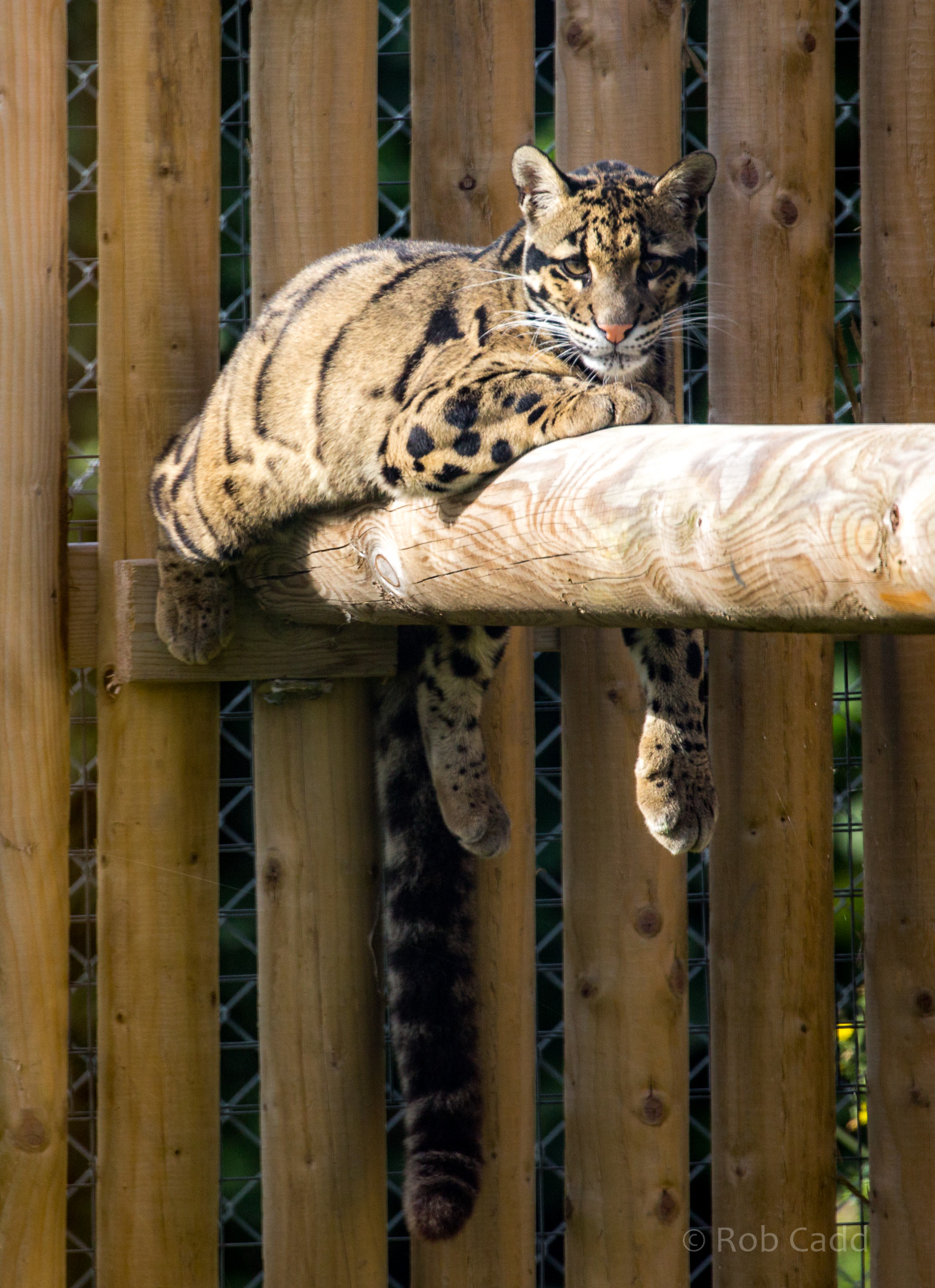 Clouded leopard : Wingham : 07 Oct 2018