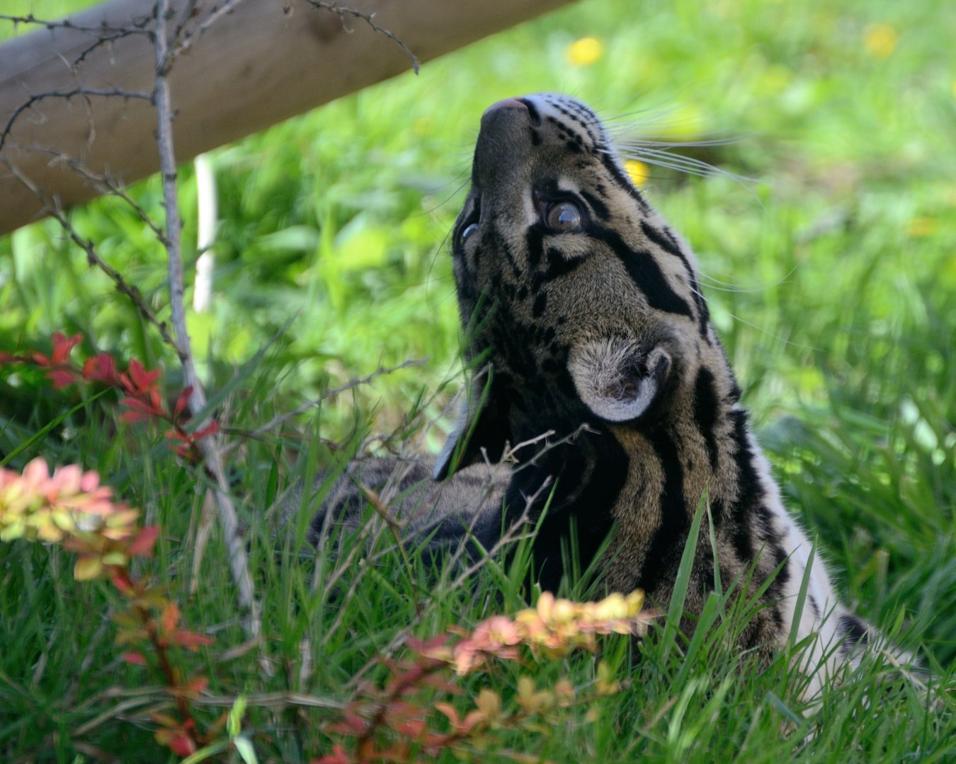 Clouded Leopard - Wingham Wildlife 29/09/2018