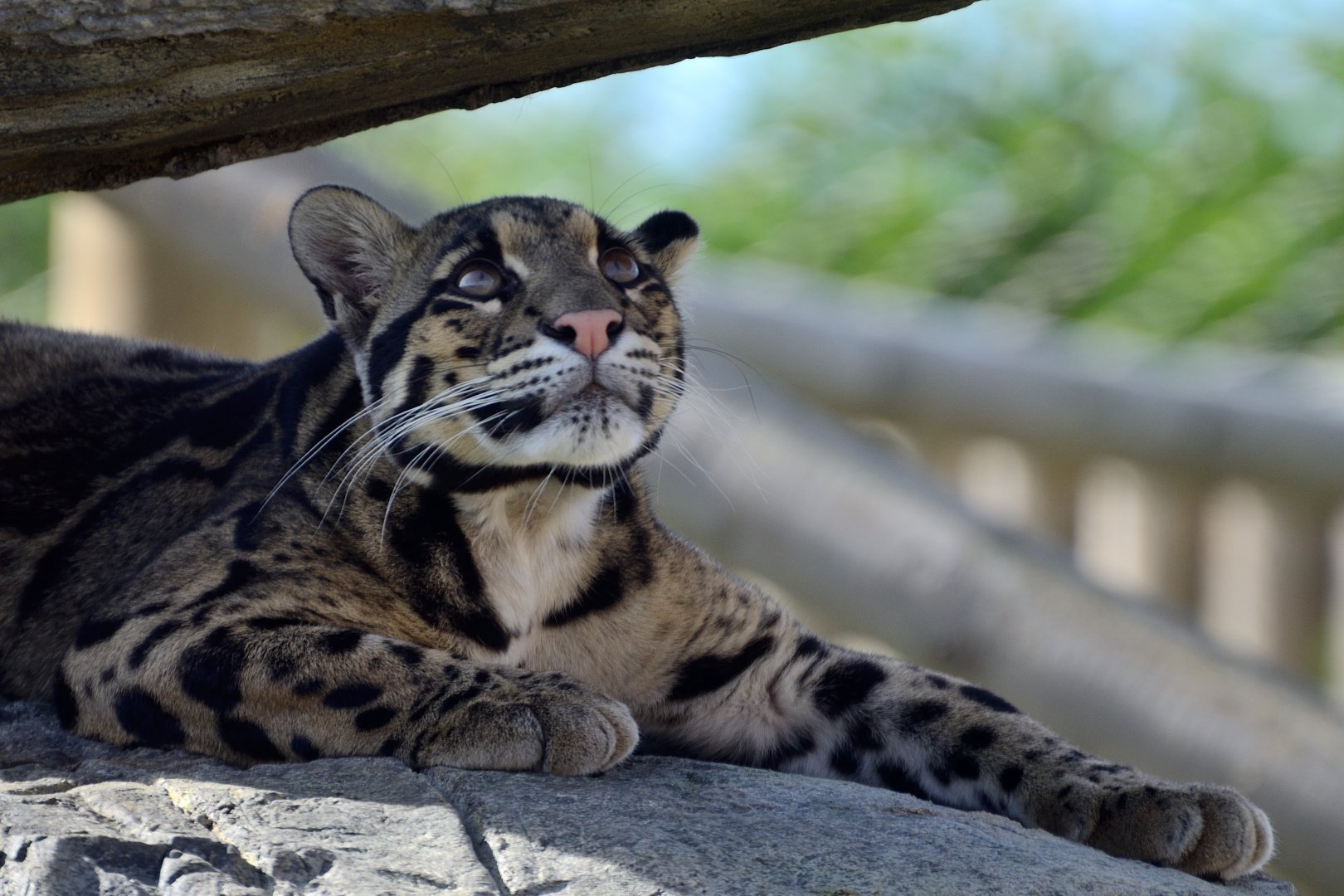 Clouded Leopard - Wingham Wildlife 29/09/2018
