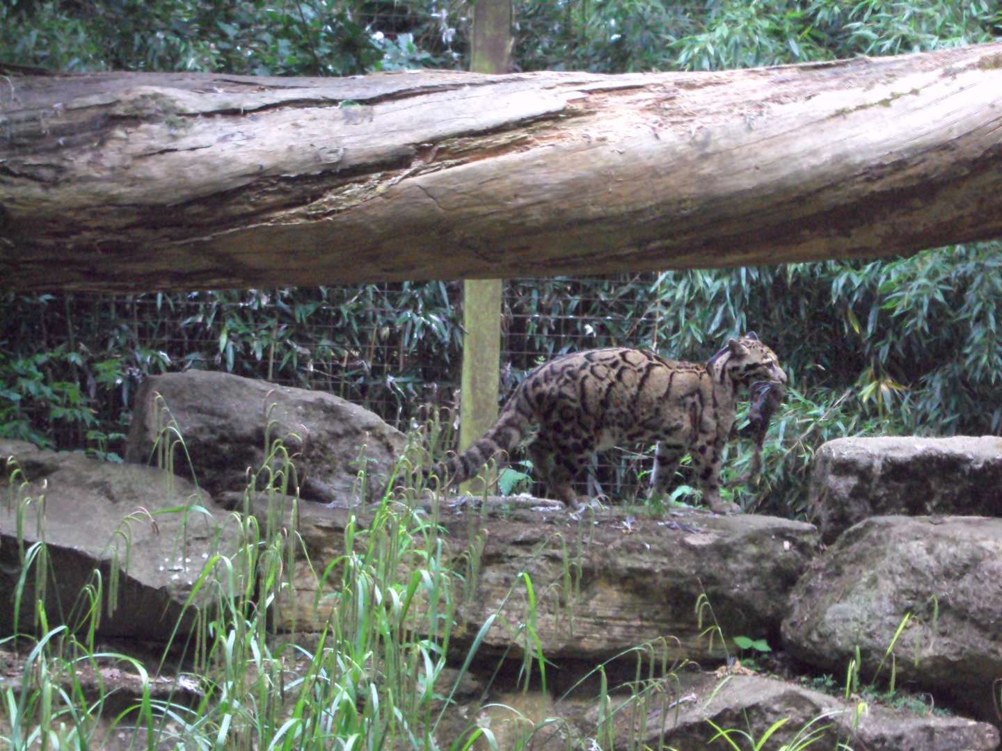 Clouded Leopard with dinner 23/06/2019