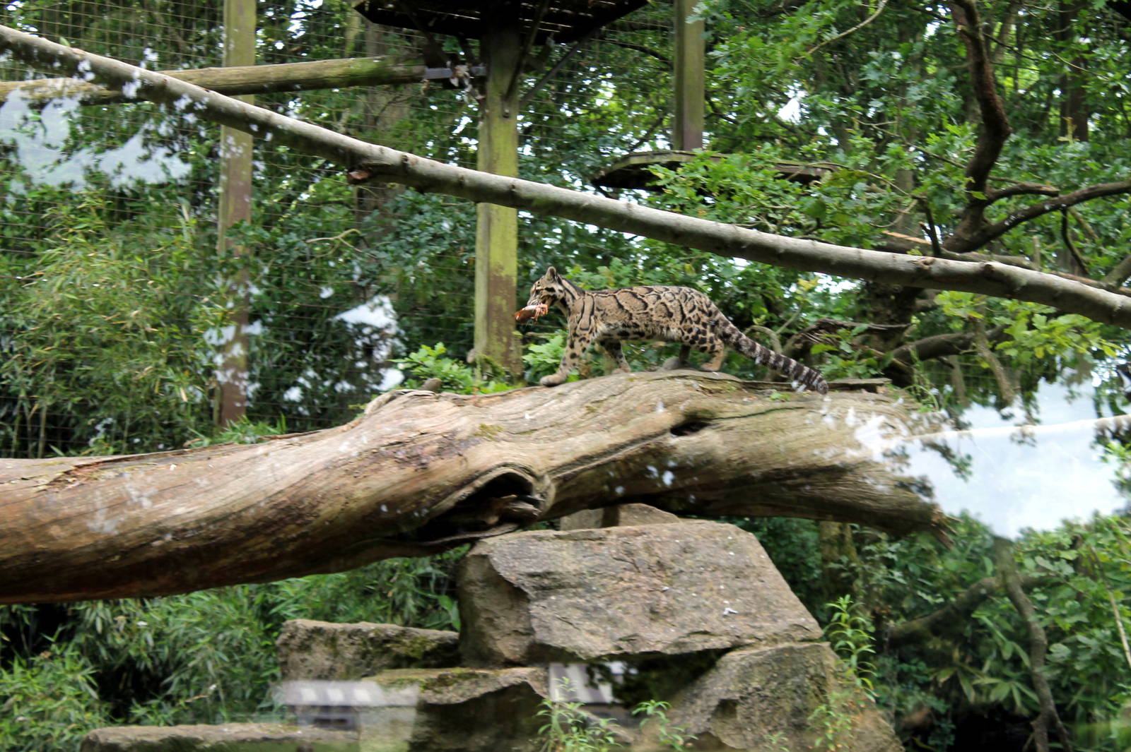 Clouded Leopard with dinner