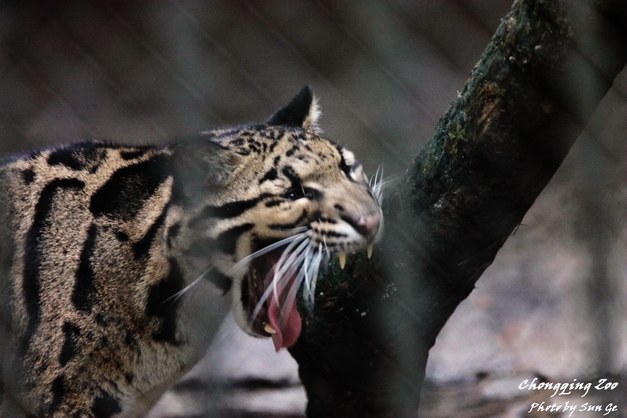 Clouded Leopard yawning