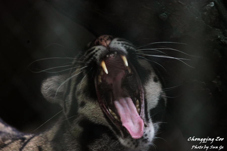 Clouded Leopard yawning