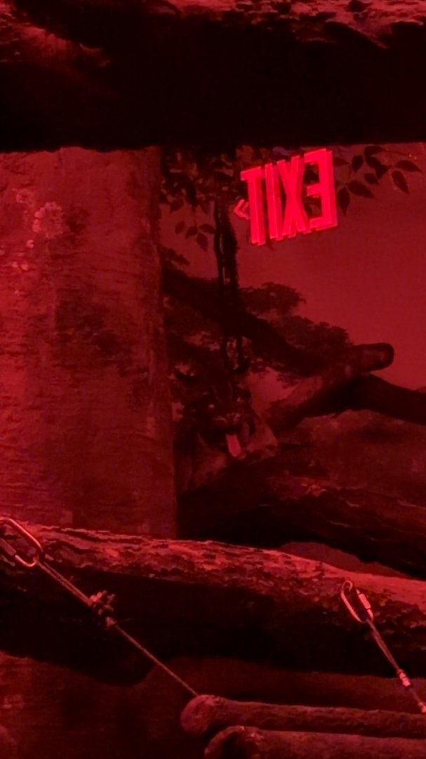 Clouded Leopard yawning