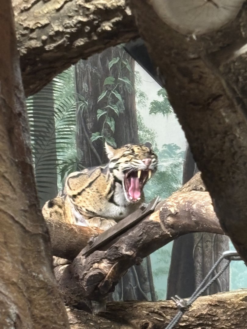 Clouded Leopard Yawning