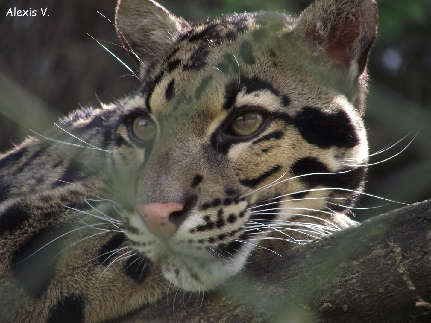Clouded Leopard - Zooparc de Beauval - 04/2014