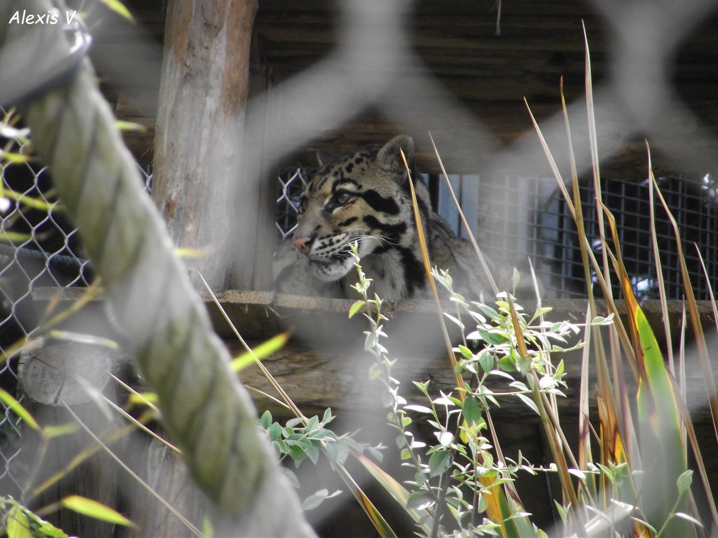 Clouded Leopard - Zooparc de Beauval - 05/2021