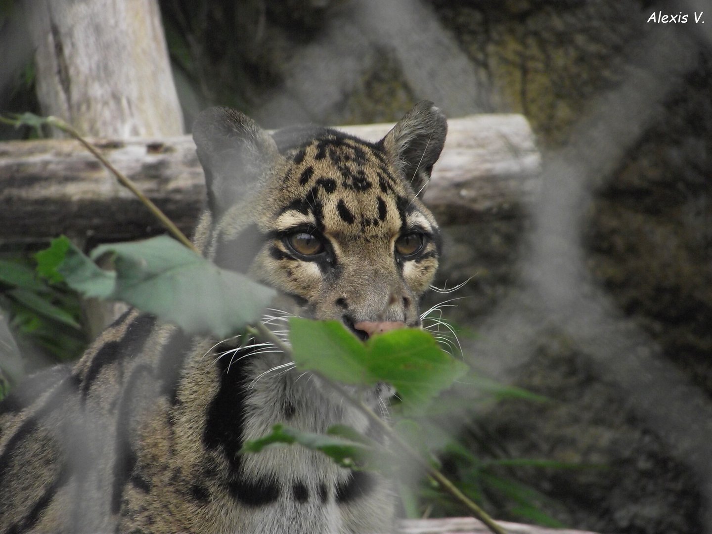 Clouded Leopard - Zooparc de Beauval - 10/2022