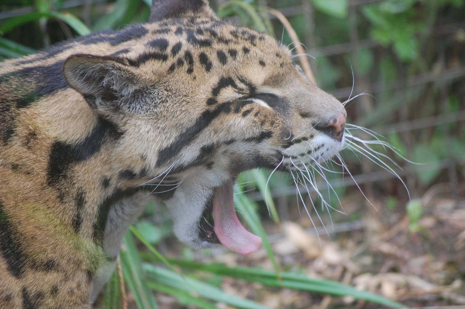 Clouded Leopard