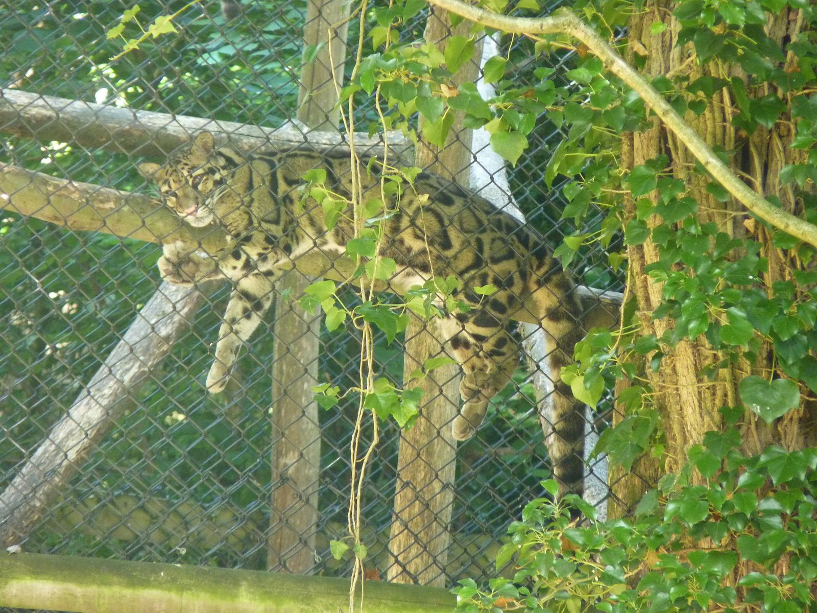 Clouded Leopard