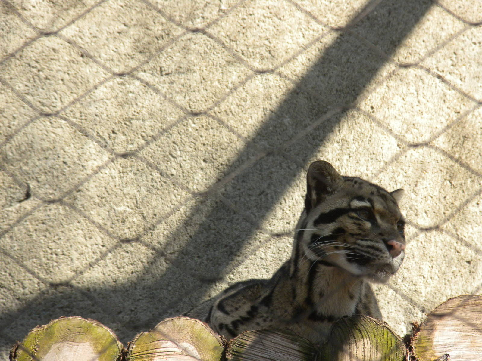 Clouded Leopard