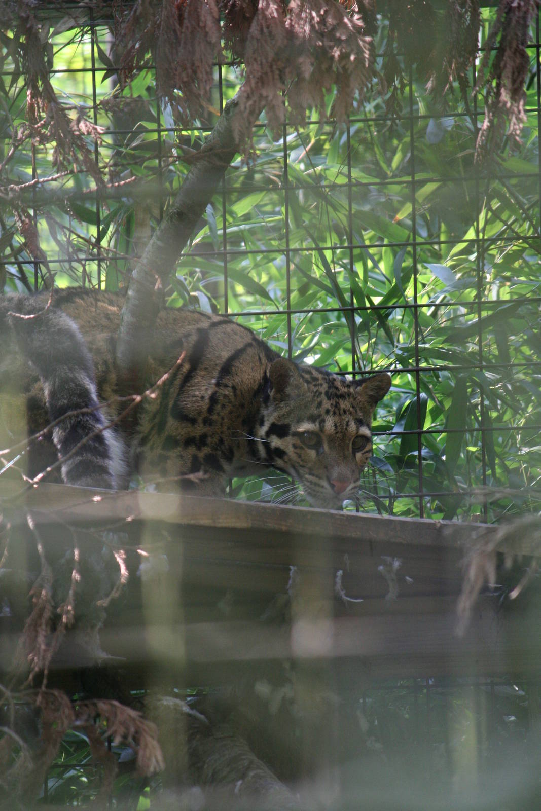 Clouded leopard
