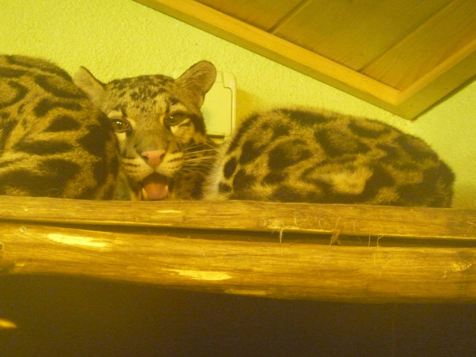 Clouded leopard